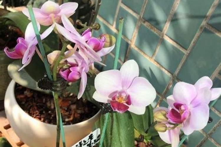 蝴蝶兰用什么肥,磷钾肥可促进花芽形成