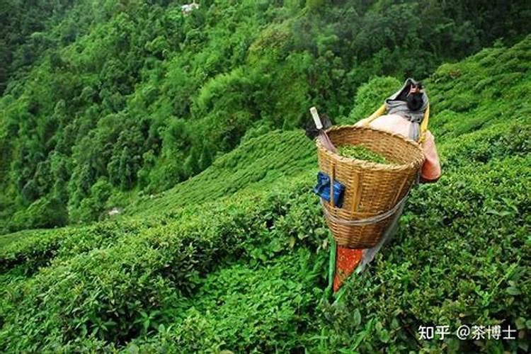 乌龙茶的功效与作用有哪些