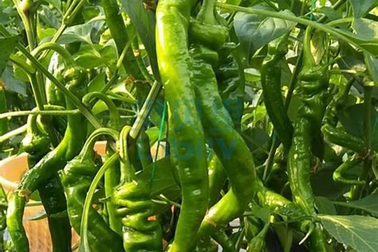 豆角冲什么水溶肥最好