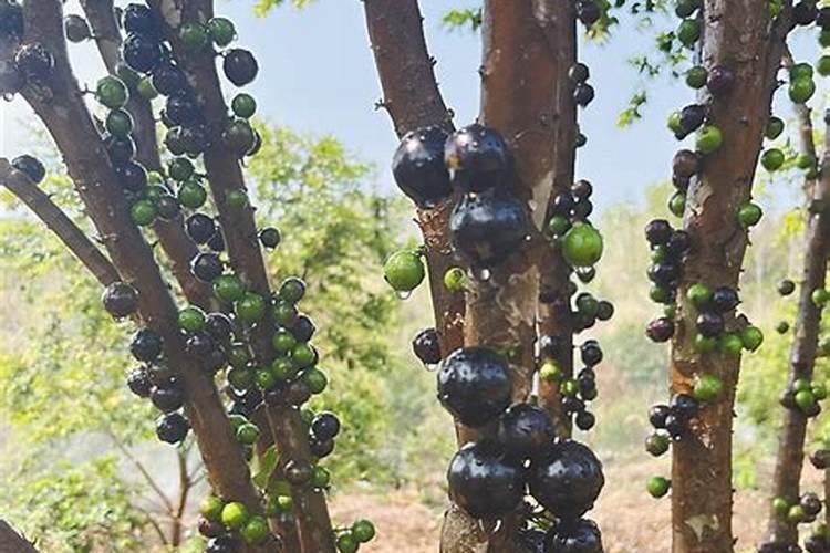嘉宝果开花结果时可喷硫体硼肥吗
