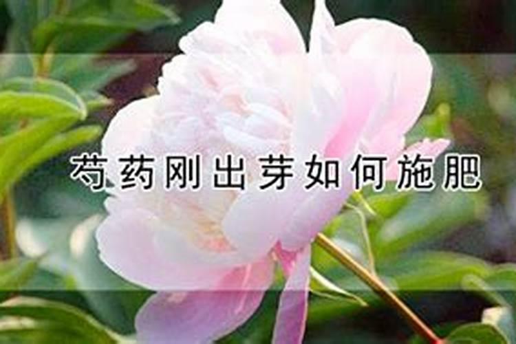 芍药刚出芽如何施肥