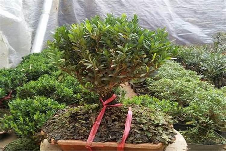 大叶黄杨球如何施肥？大叶黄杨球的施肥技巧