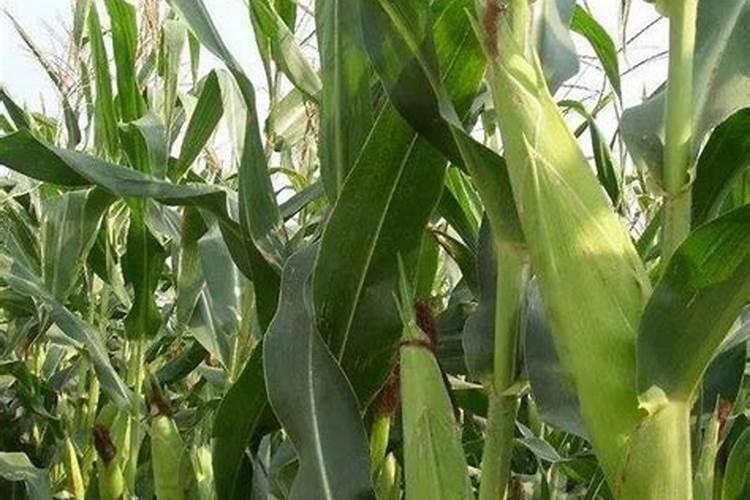 玉米的超高产种植方法 玉米超高产要如何种植