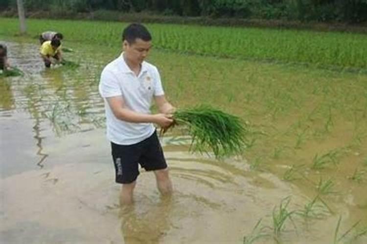 黑龙江大庆周边有哪些大田作物