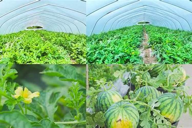 老师们,我想种大棚西瓜,不知道一亩地要施用多少肥料,上什么肥料好？
