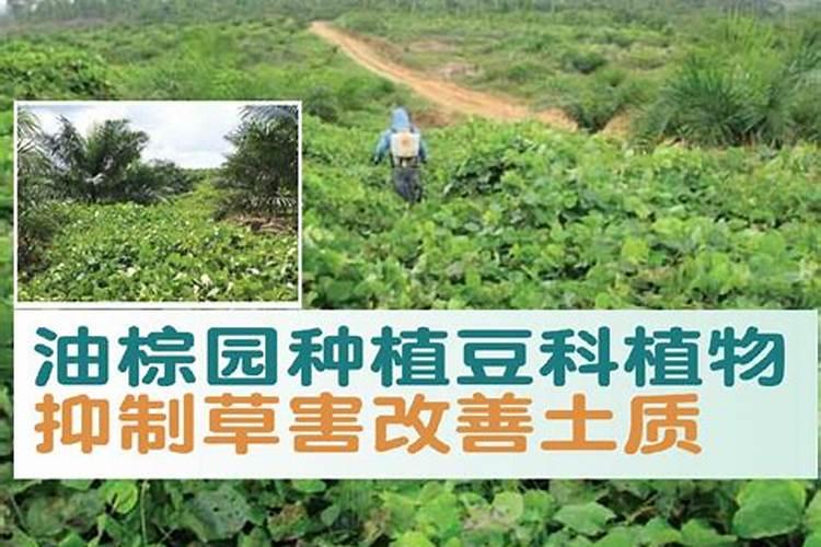 为什么种豆可以肥田