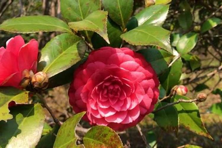 山茶花怕阳光吗养枝方法