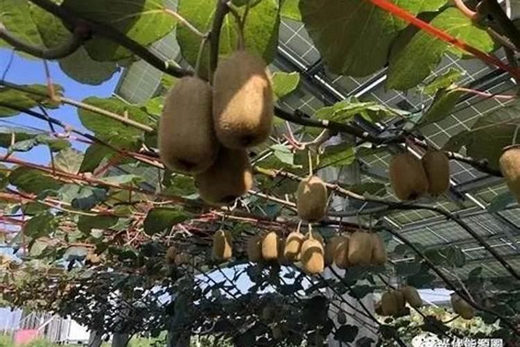 盆栽猕猴桃春季发芽追肥如何施肥用什么肥比较好多久施一次能结果吗百...