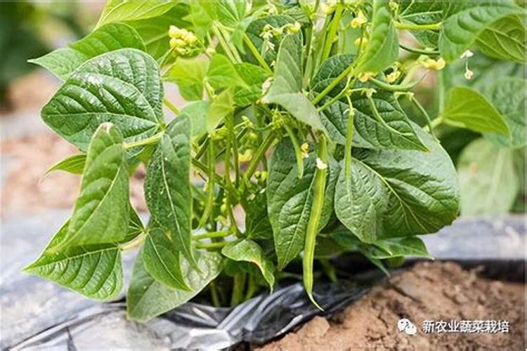 豆角开花了需要追肥吗