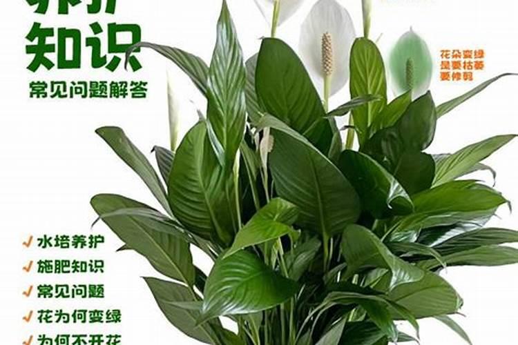 白掌要施什么肥最好