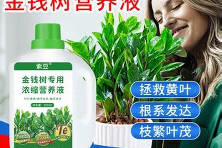 金钱树用哪种肥料最好