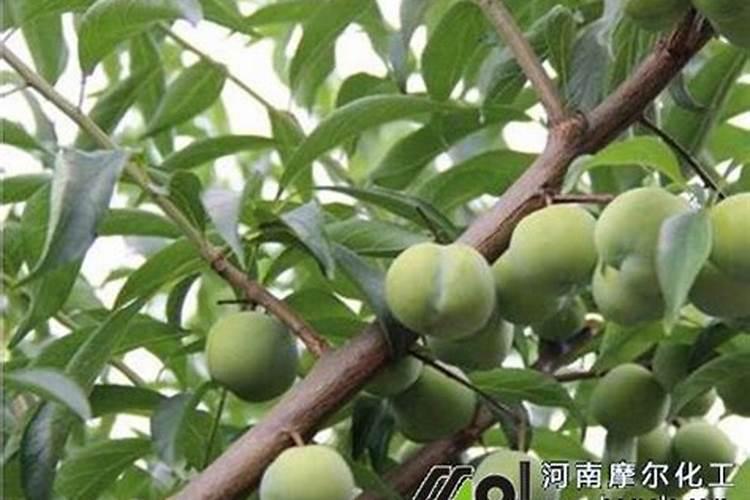 李子树什么时候施肥最好,应该注意什么？