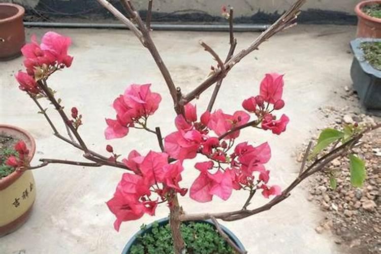三角梅施复合肥多久一次