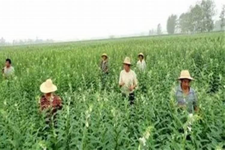 芝麻不同生长期的需肥规律是什么呢？如何给芝麻施肥能高产？