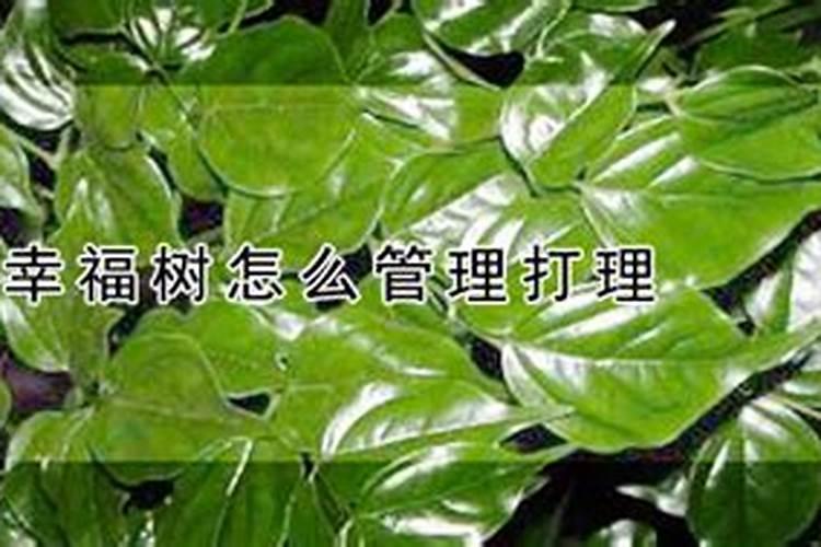 幸福树怎么施肥长得快 用什么肥料最好