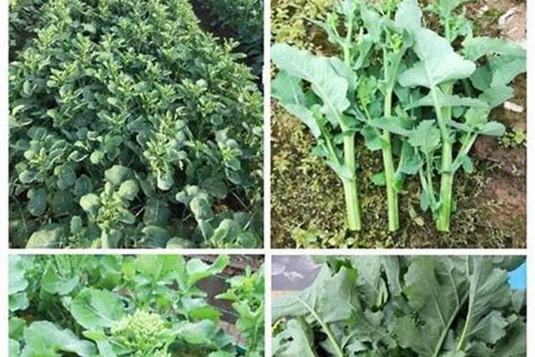 油菜喷施硼肥最佳时期