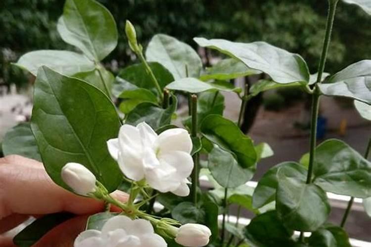 茉莉花多久施一次肥