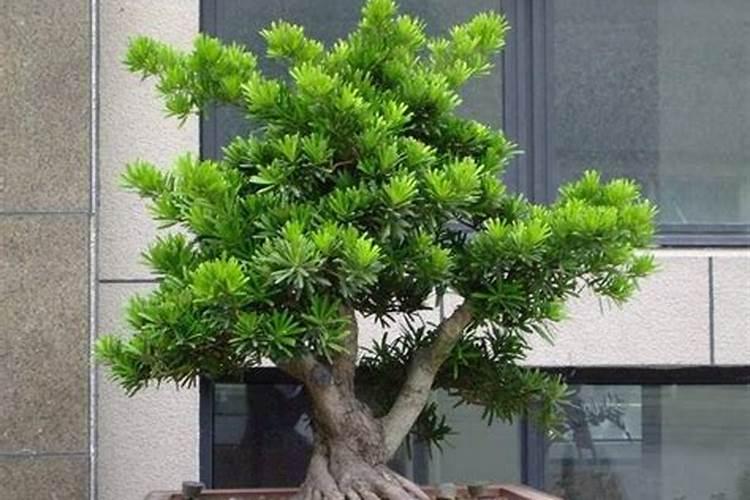 米叶罗汉松怎么养殖长得快