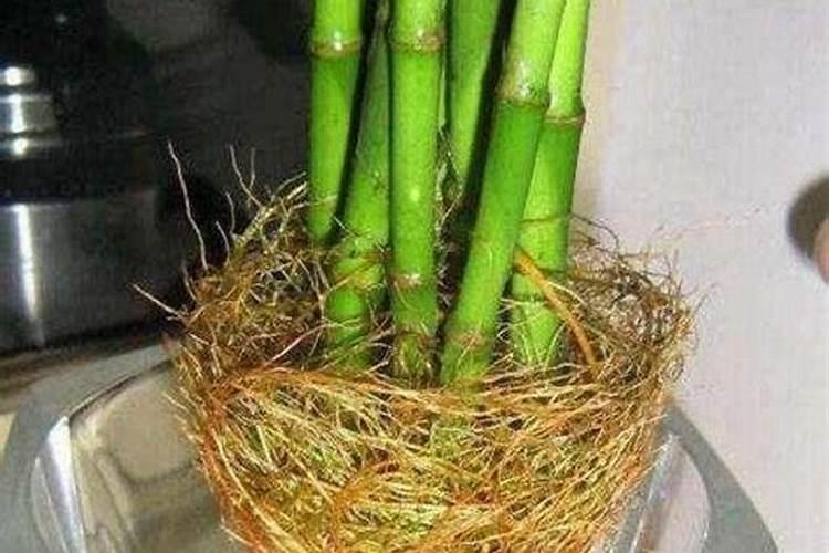 水养富贵竹施什么肥？