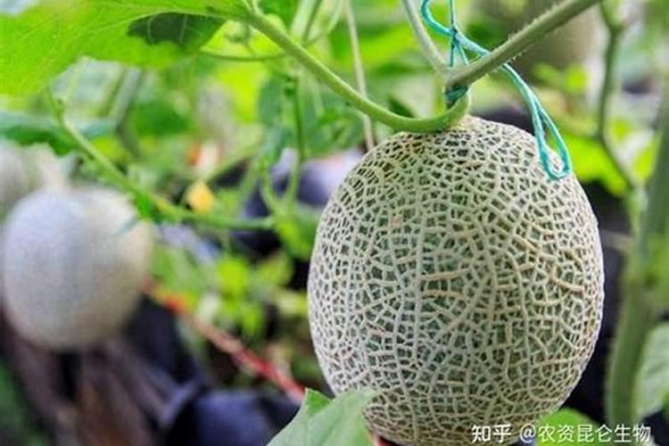 哈密瓜膨果期怎样施肥