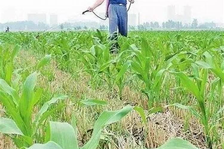 早上有露水可以为玉米打叶面肥吗