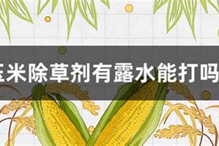 早上有露水可以为玉米打叶面肥吗