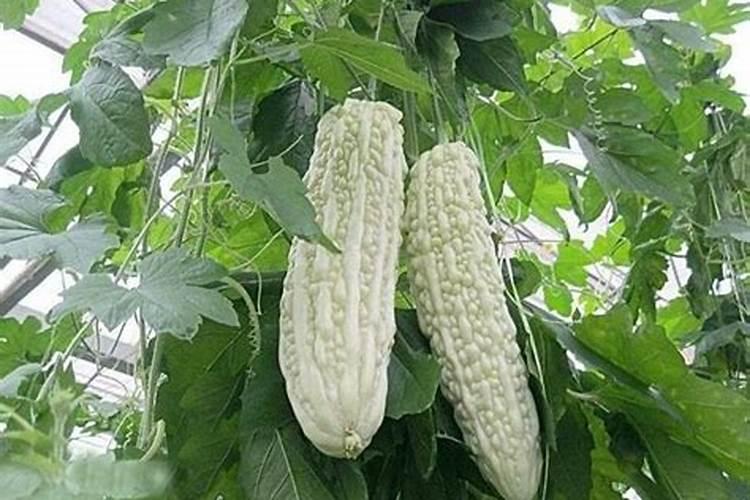 苦瓜施什么肥才挂果多 可以使用氮肥吗