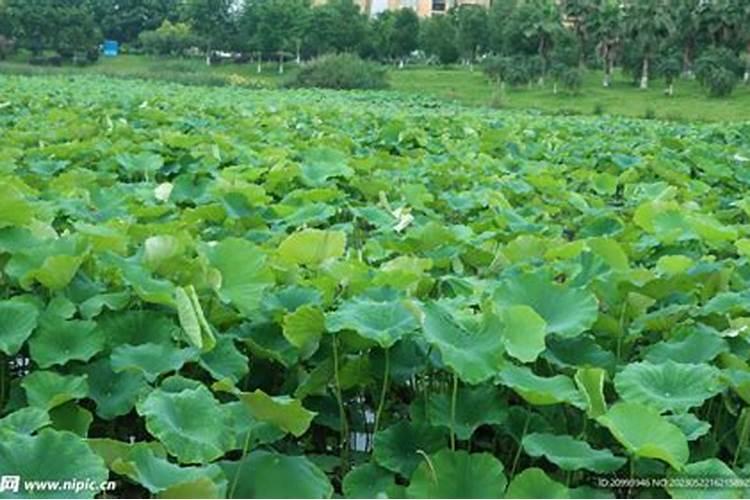 种莲藕用什么肥料 种莲藕用哪些肥料