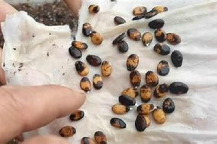 西瓜用哪种水溶肥效果好,怎么让西瓜膨大增甜