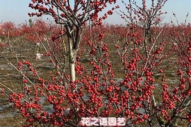 5月份能给北美冬青花前冲施尿素吗