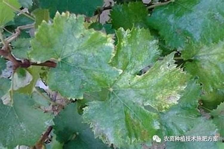 扶桑花为什么不长花苞 要怎么解决