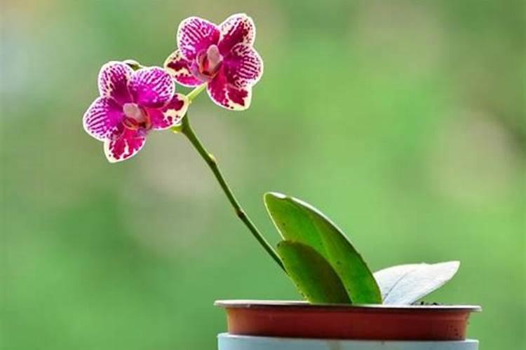 芒果园采摘后要怎么去管理 芒果怎么修剪比较好