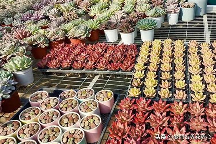 多肉需要施肥吗怎么施肥