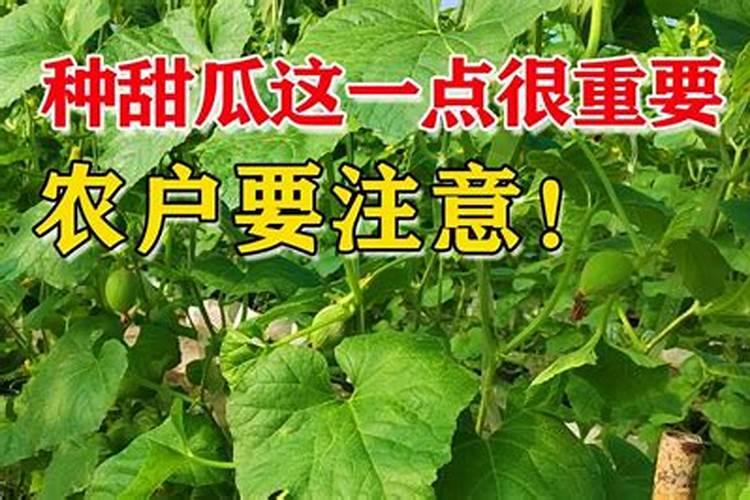 甜瓜定植后管理技术 甜瓜应该怎么种植
