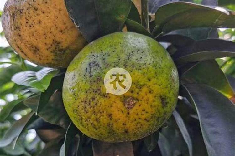 叶面肥可以和杀虫剂杀菌剂混用吗