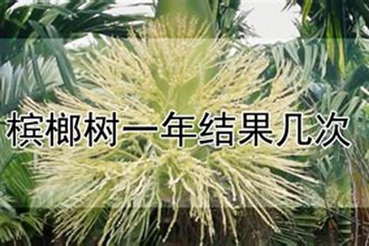 槟榔施什么肥最好