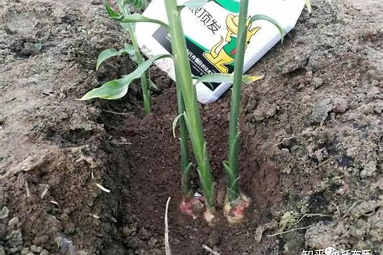 腐植酸肥料使用大忌