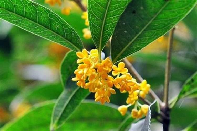 桂花什么时候施肥