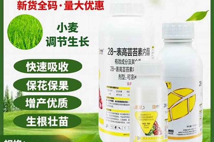 芸苔素内酯可以滴灌冲施吗一亩地冲是多少？
