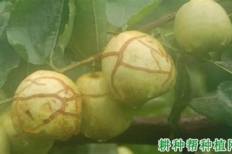 马牙枣头荏全部裂口了,请问专家有什么办法可以防裂