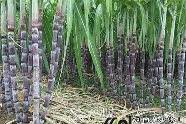 甘蔗用什么肥料比较甜 施肥要点有哪些