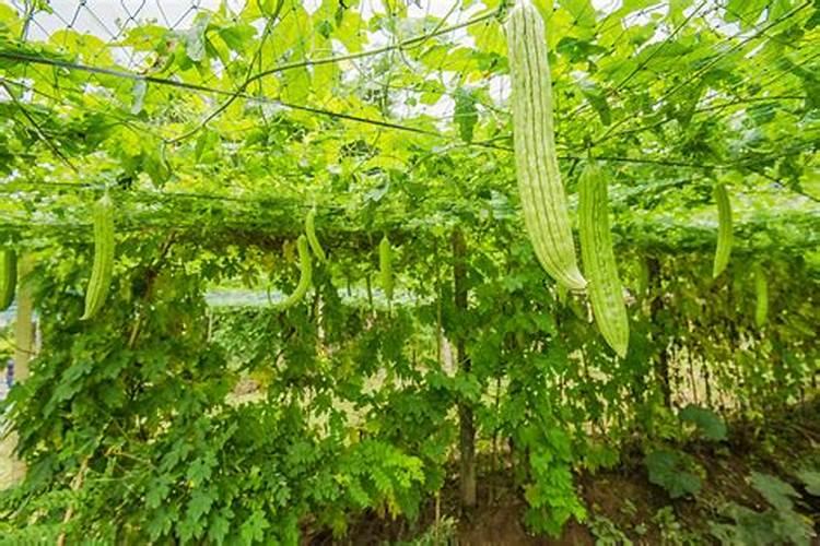 苦瓜施肥用什么肥料