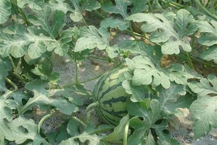 西瓜膨大期可以冲施3个15芭田布衣皇后吗
