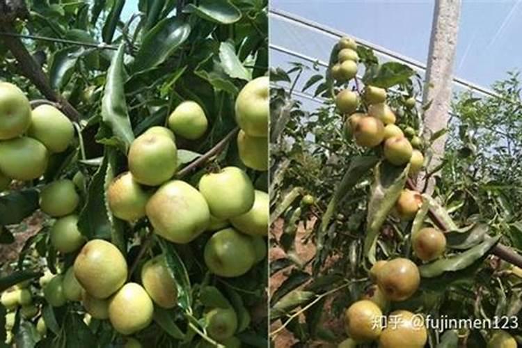 枣树什么时候施肥最好 枣树的施肥时间