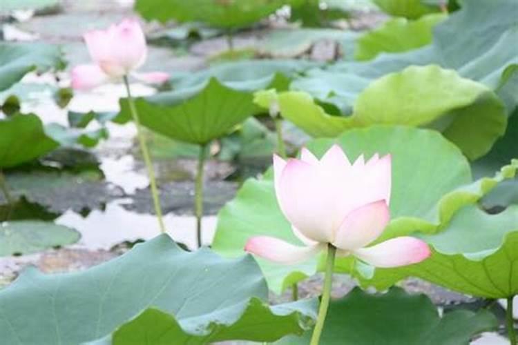 荷花需要什么肥料,给足底肥、适当追肥