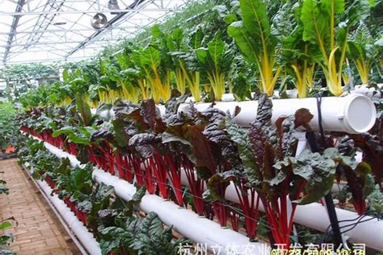 花多多1号是什么牌子最正宗