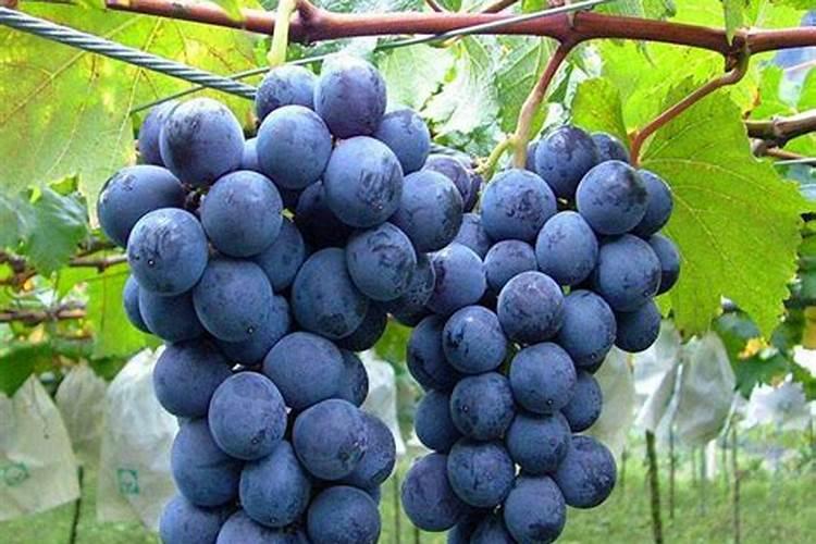 葡萄什么时候施肥最好 葡萄的施肥时间