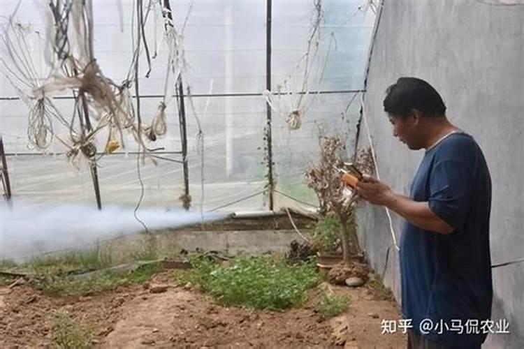 温室大棚辣椒做底肥一亩地用多少钙肥