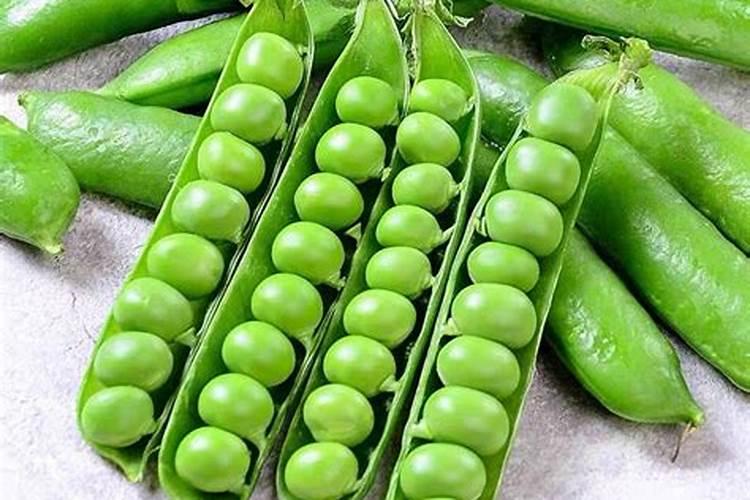 豌豆适合背阴处种植吗？