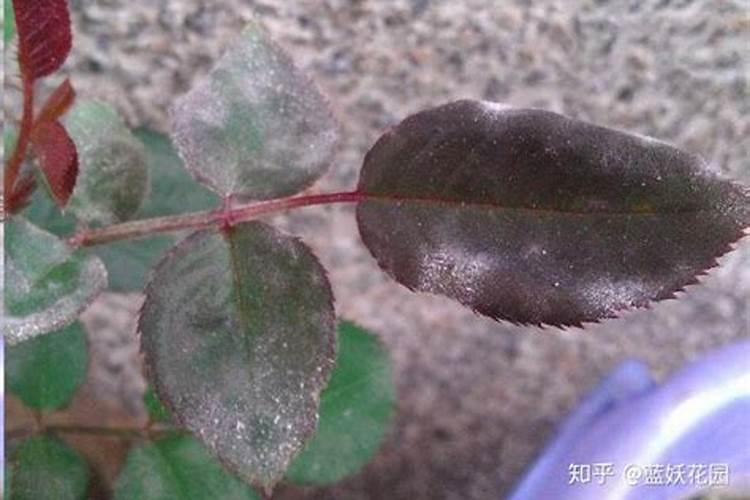 玉米什么时候施锌肥